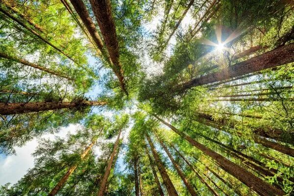 GFI Groupement Forestier d'Investissement